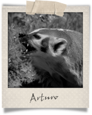 Polaroid-Arturo.png