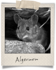 Polaroid-Algernon.png