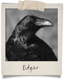 Polaroid-Edgar.png