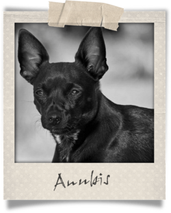 Polaroid-Anubis.png