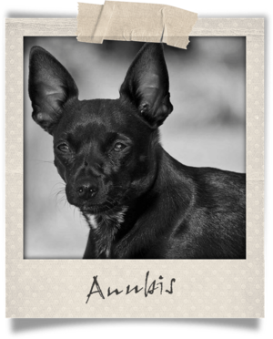 Polaroid-Anubis.png